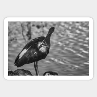 black and white portrait of American white ibis Sticker